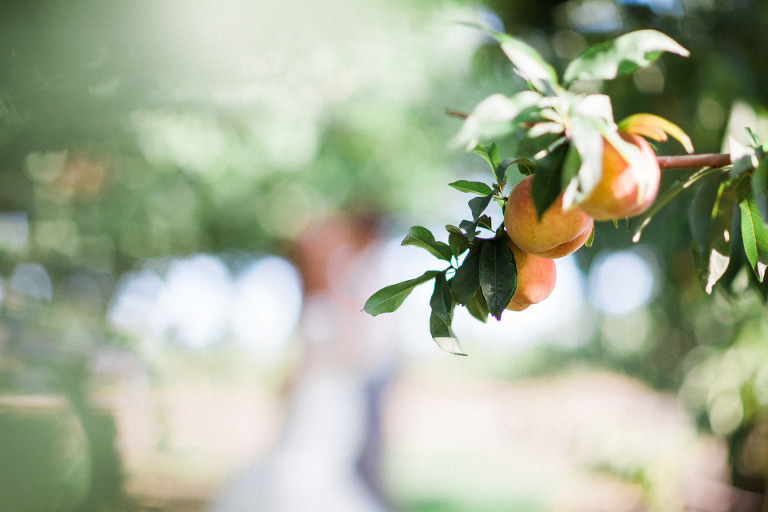 kelowna-peach-tree-wedding-pictures