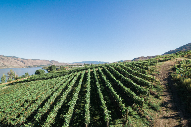 lastella vineyard