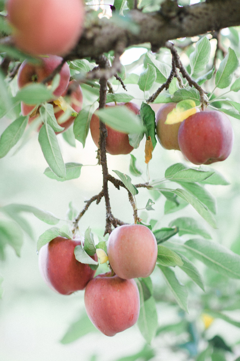oliver bc apple orchard