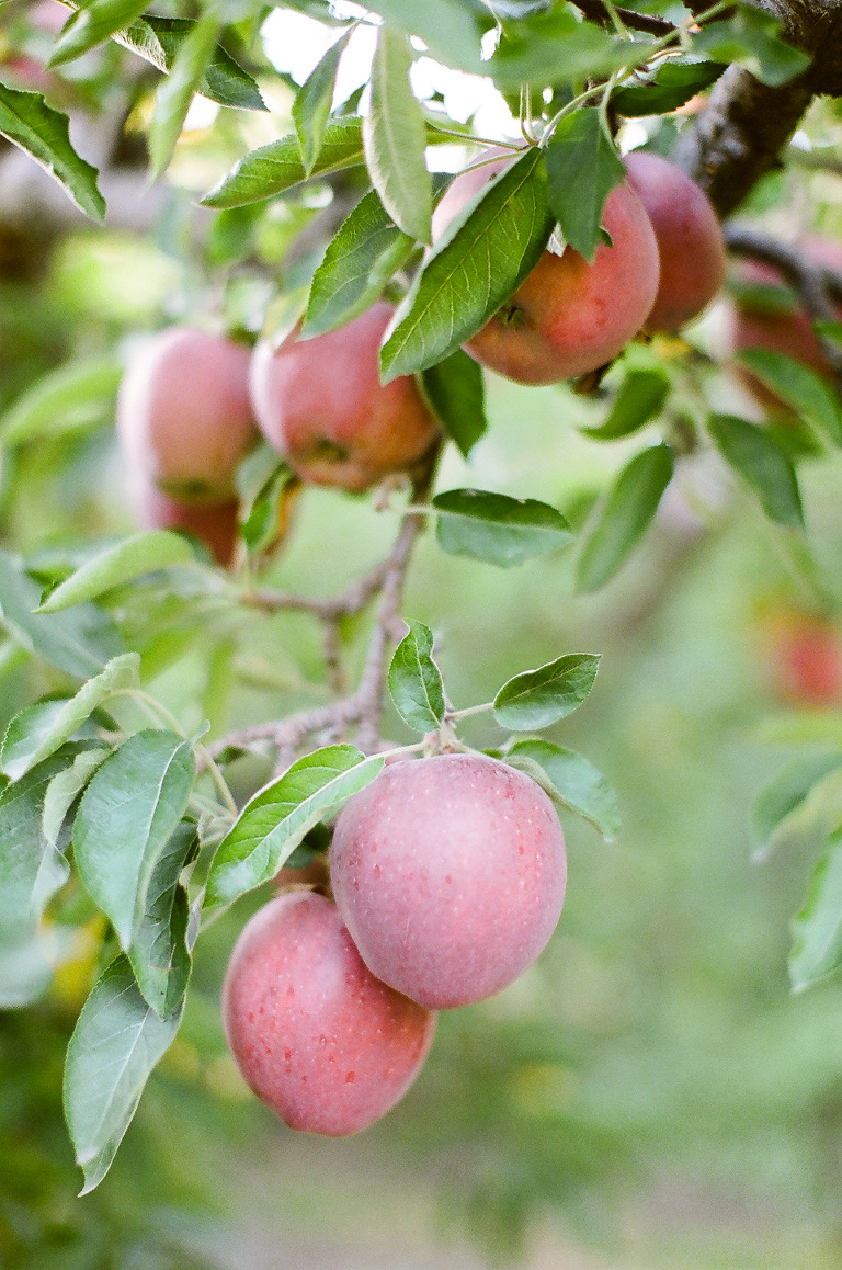 osoyoos apple orchard
