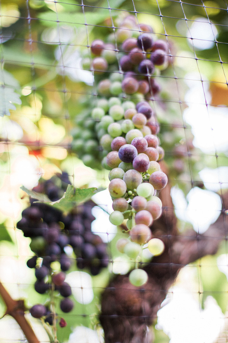 osoyoos grapes